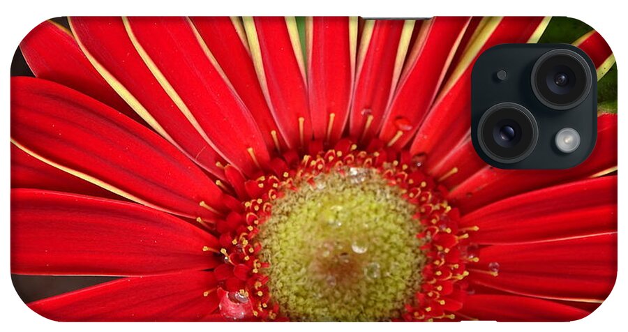 Gerbera Daisies iPhone Case featuring the photograph Gerbera Daisy by Mary Halpin