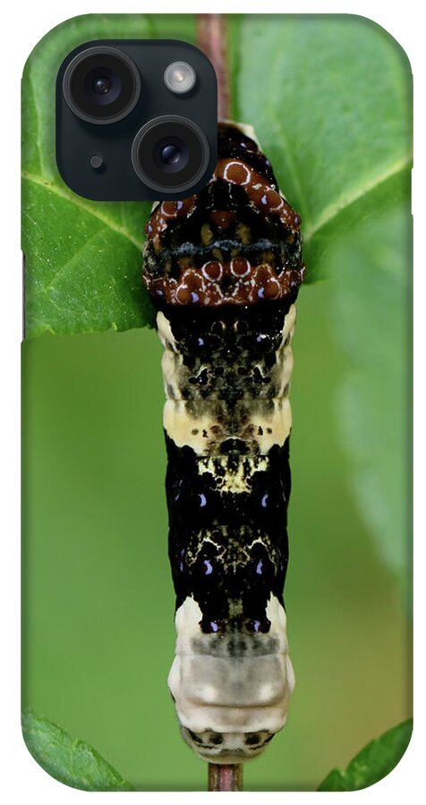 Giant Swallowtail Caterpillar iPhone Case featuring the photograph Giant Swallowtail caterpillar #1 by Doris Potter