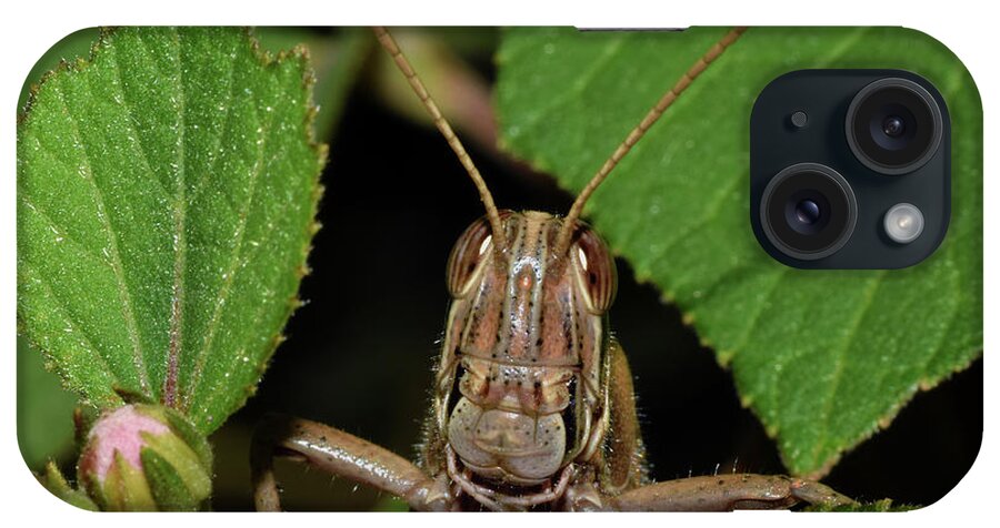 Photograph iPhone Case featuring the photograph Grasshopper #1 by Larah McElroy