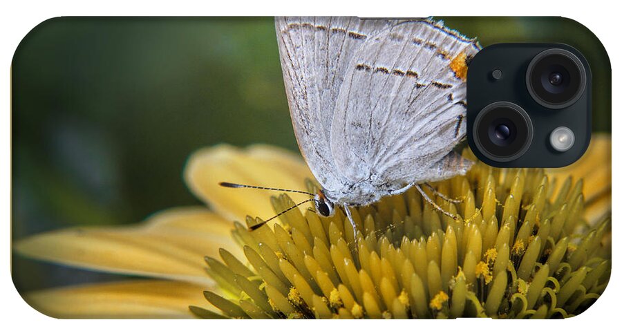 Bloom iPhone Case featuring the photograph Gray Hairstreak Butterfly #1 by David and Carol Kelly