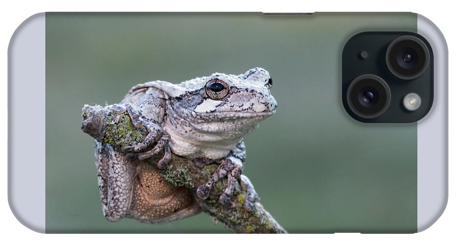 Tree Frog iPhone Case featuring the photograph Gray Tree Frog #2 by Jim Zablotny