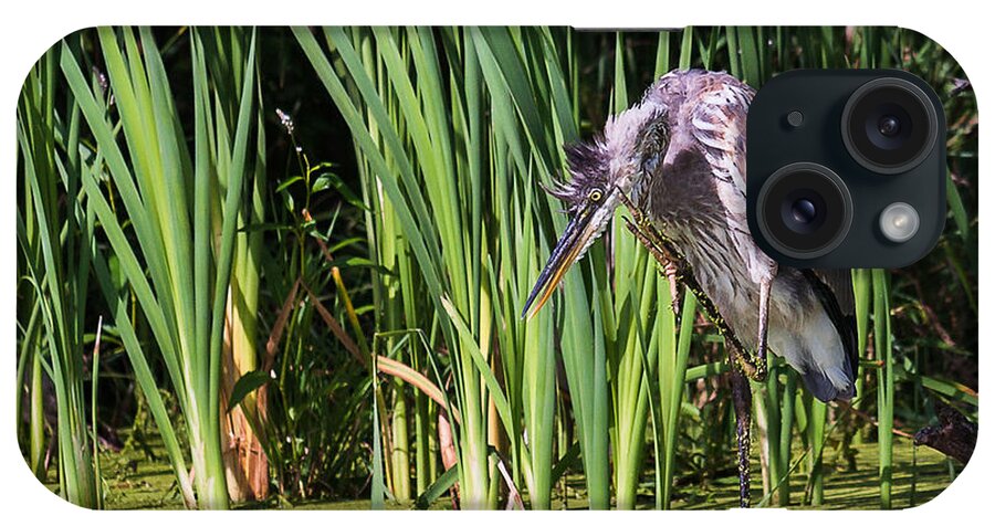 Great Blue Heron iPhone Case featuring the photograph Great Blue Heron Itch #1 by Ed Peterson