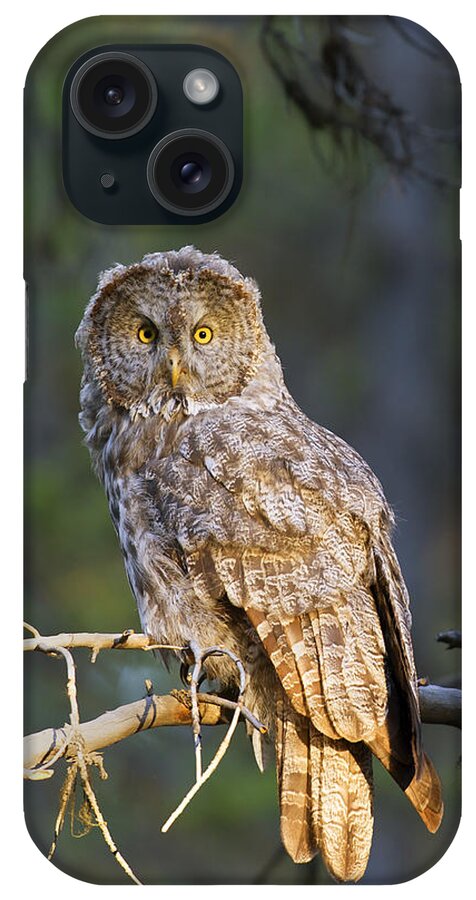  Yellowstone iPhone Case featuring the photograph Great Grey Owl #1 by Gary Langley