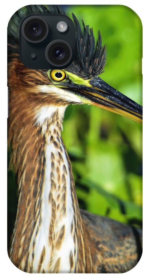 Dodsworth iPhone Case featuring the photograph Green Heron #1 by Bill Dodsworth