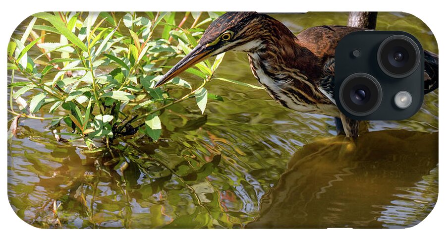 Green Heron iPhone Case featuring the photograph Green heron fishing #1 by Sam Rino