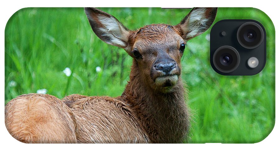 Elk iPhone Case featuring the photograph Green Pastures by Jim Garrison