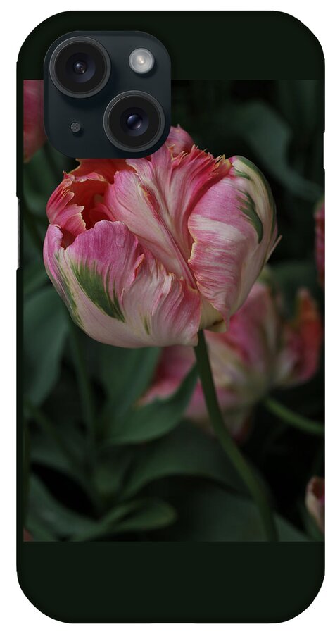 Tulip iPhone Case featuring the photograph Green Wave Parrot Tulip by Tammy Pool