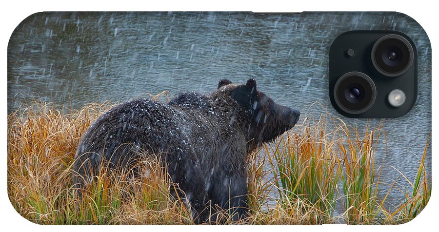 Mark Miller Photos iPhone Case featuring the photograph Grizzly in Falling Snow #1 by Mark Miller