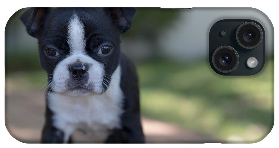 Boston Terrier iPhone Case featuring the photograph Harley as a puppy #1 by Lora Lee Chapman