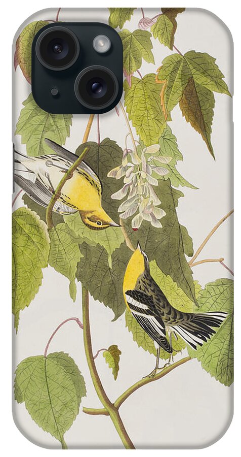 Hemlock Warbler iPhone Case featuring the painting Hemlock Warbler by John James Audubon