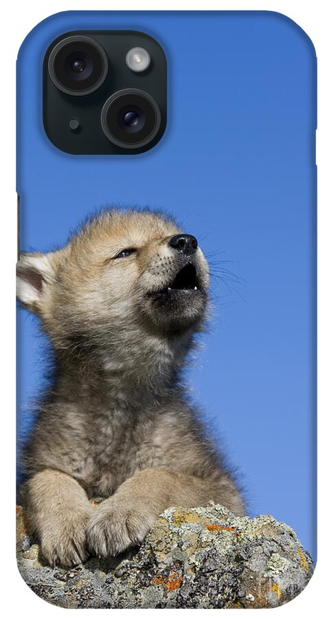 Gray Wolf iPhone Case featuring the photograph Howling Wolf Cub #1 by Jean-Louis Klein & Marie-Luce Hubert