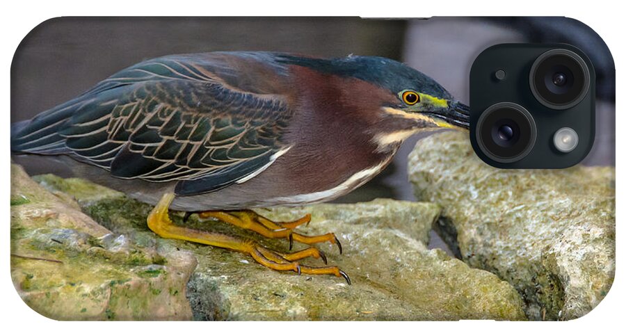 Cheryl Baxter Photography iPhone Case featuring the photograph Hunting Heron #1 by Cheryl Baxter
