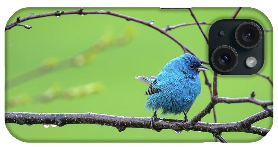 Indigo Bunting iPhone Case featuring the photograph Indigo Bunting #1 by Brook Burling