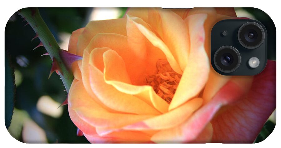 Jacob's iPhone Case featuring the photograph Jacob's Rose by Marna Edwards Flavell