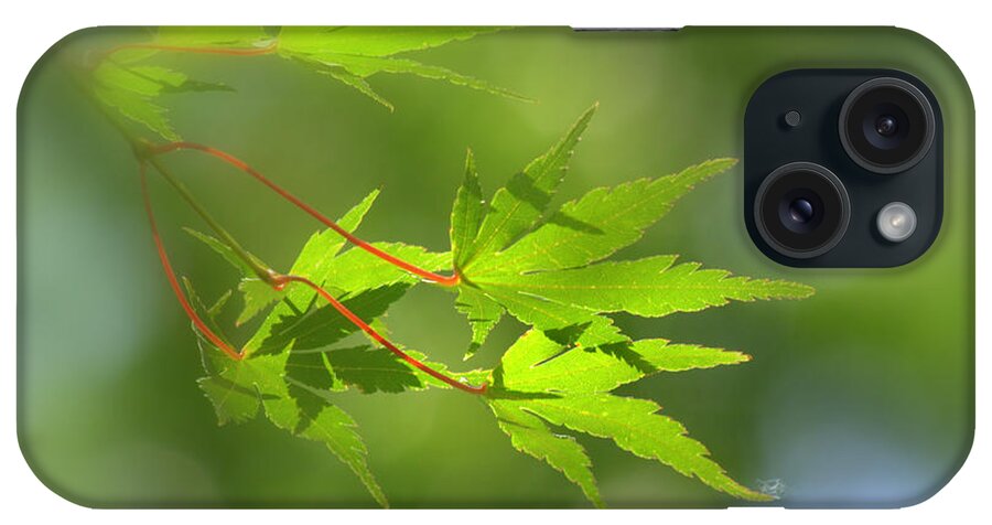 Acer iPhone Case featuring the photograph Japanese Maple Foliage #1 by Nathan Abbott