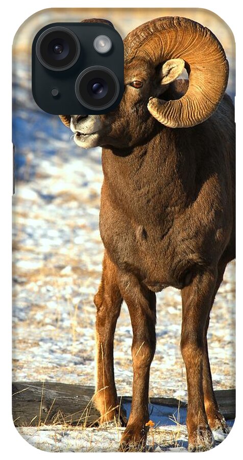 Bighorn Sheep iPhone Case featuring the photograph Jasper Glowing Bighorn #1 by Adam Jewell