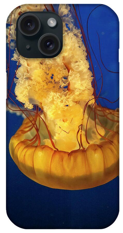 Jellyfish iPhone Case featuring the photograph Red Jellyfish by Eunice Gibb