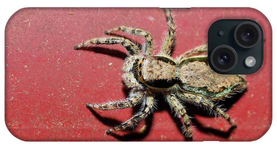 Photograph iPhone Case featuring the photograph Jumping Spider #1 by Larah McElroy