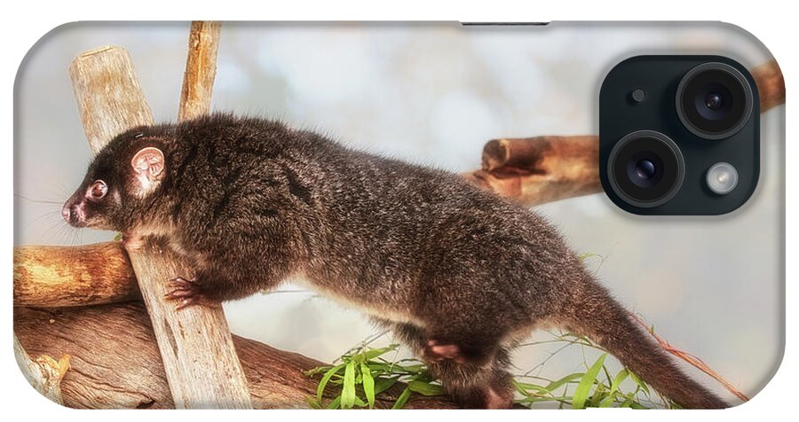 Mad About Wa iPhone Case featuring the photograph Kaya the Ringtail Possum, Native Animal Rescue #1 by Dave Catley