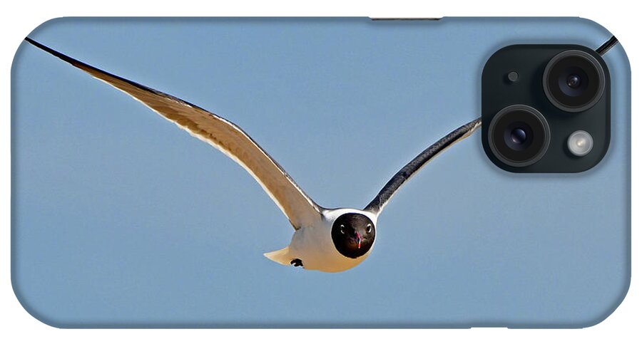 Laughing Gull iPhone Case featuring the photograph Laughing Gull #1 by Ken Stampfer