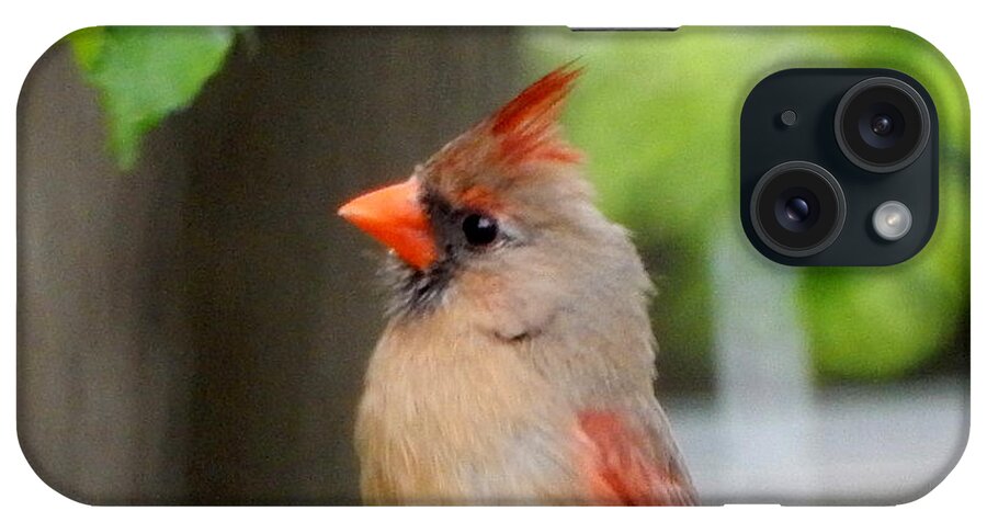 Female Cardinal iPhone Case featuring the photograph Listening #1 by Betty-Anne McDonald