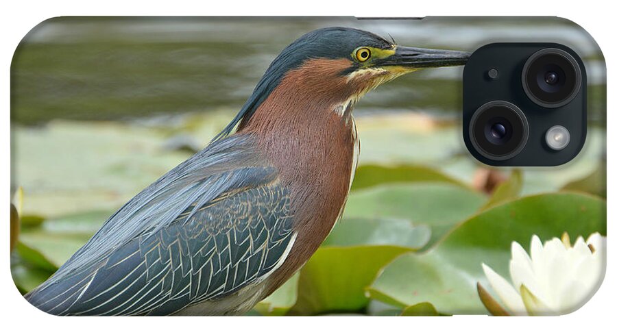 Green Heron iPhone Case featuring the photograph Little Green Prowler #1 by Fraida Gutovich