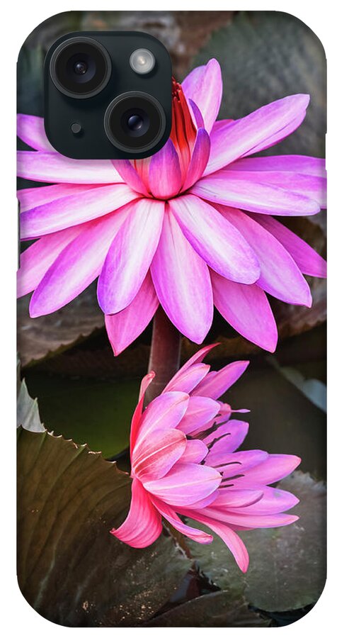 Aquatic iPhone Case featuring the photograph Splendor in water-waterlily by Usha Peddamatham