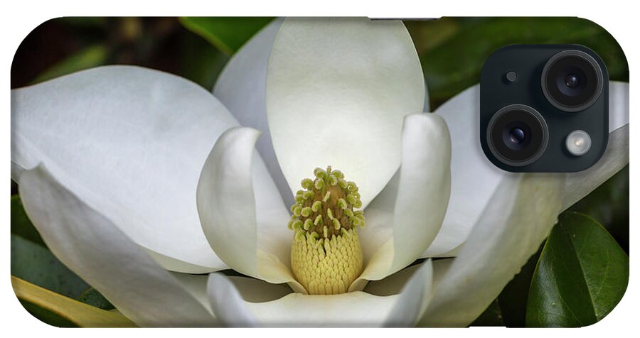Gsu iPhone Case featuring the photograph Magnolia #1 by Ray Silva