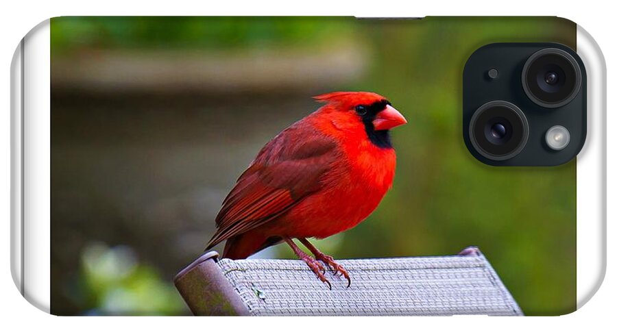Red iPhone Case featuring the photograph Male Cardinal #1 by Robert L Jackson
