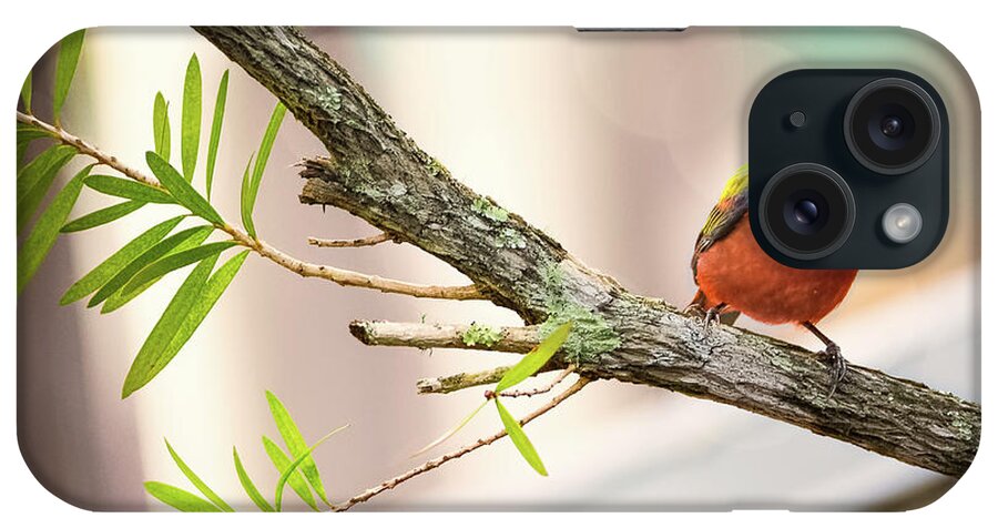 Bird iPhone Case featuring the photograph Male Painted Bunting #1 by Norman Peay