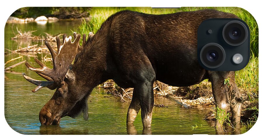 Bull Moose iPhone Case featuring the photograph Moose #1 by Sebastian Musial