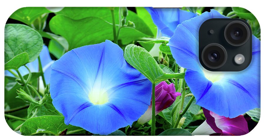 Flower iPhone Case featuring the photograph My morning glory #1 by Camille Lopez