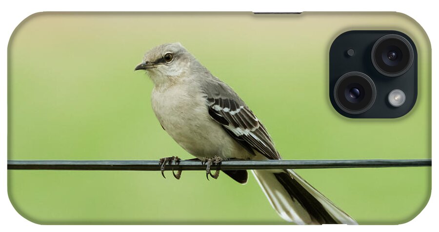 Bird iPhone Case featuring the photograph Northern Mockingbird by Holden The Moment