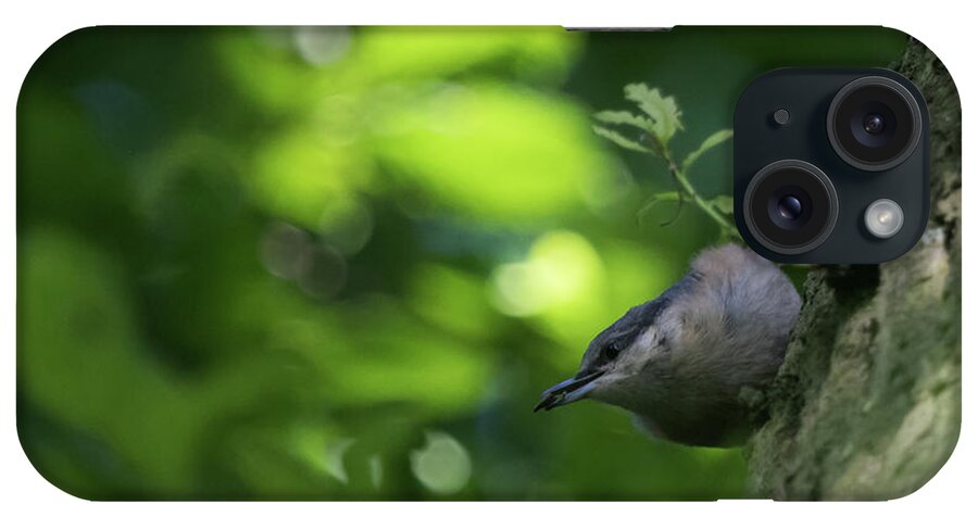 ©wendy Cooper iPhone Case featuring the photograph Nuthatch #1 by Wendy Cooper