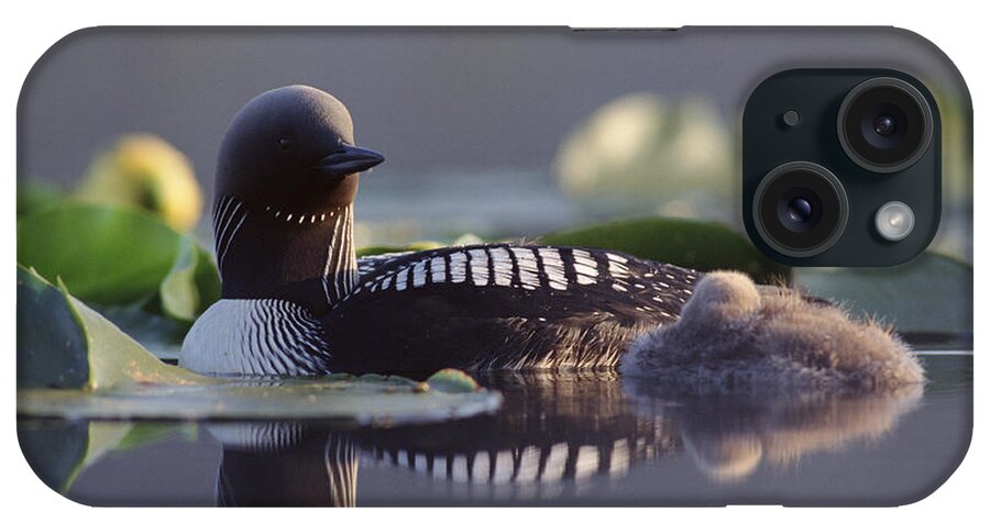Mp iPhone Case featuring the photograph Pacific Loon Gavia Pacifica Parent #1 by Michael Quinton