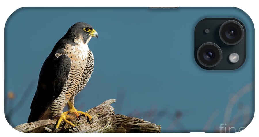 Peregrine Falcon iPhone Case featuring the photograph Peregrine falcon #2 by Sam Rino