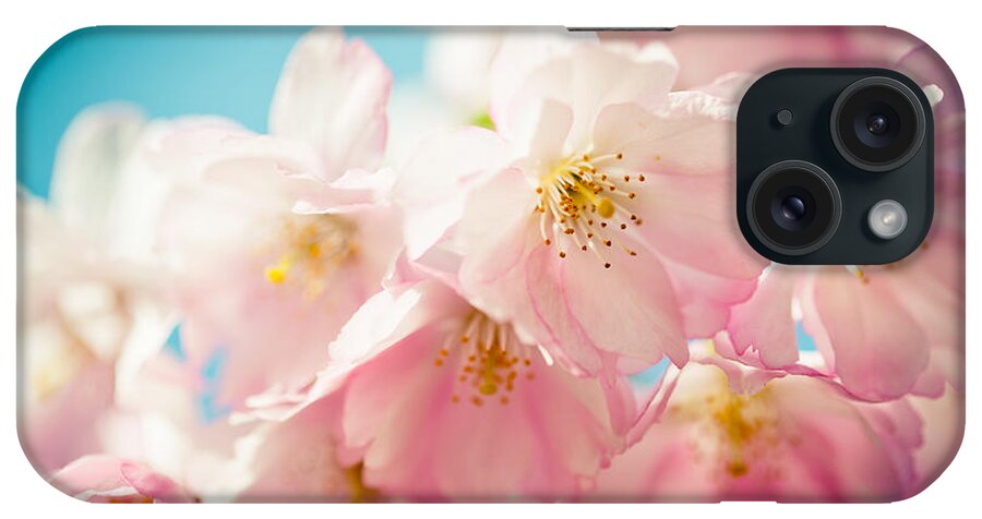 Sakura iPhone Case featuring the photograph Pink Cherry Blossoms Closeup #1 by Raimond Klavins