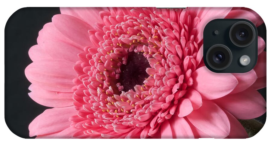 Gerbera iPhone Case featuring the photograph Pink Gerbera #1 by Colin Rayner