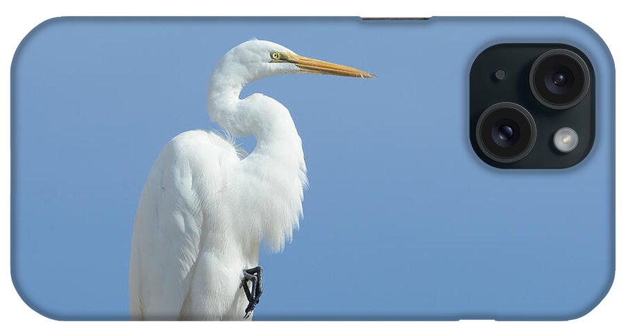 Great Egret iPhone Case featuring the photograph Poised #1 by Fraida Gutovich