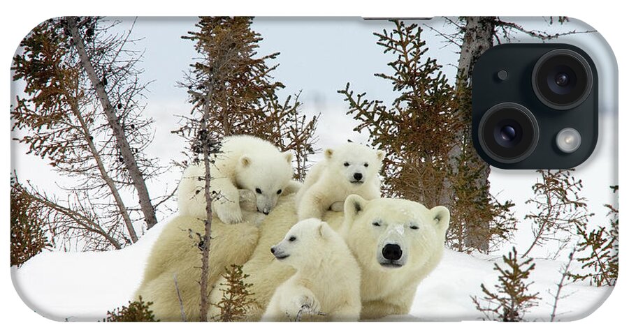 #faatoppicks iPhone Case featuring the photograph Polar Bear Ursus Maritimus Trio #1 by Matthias Breiter