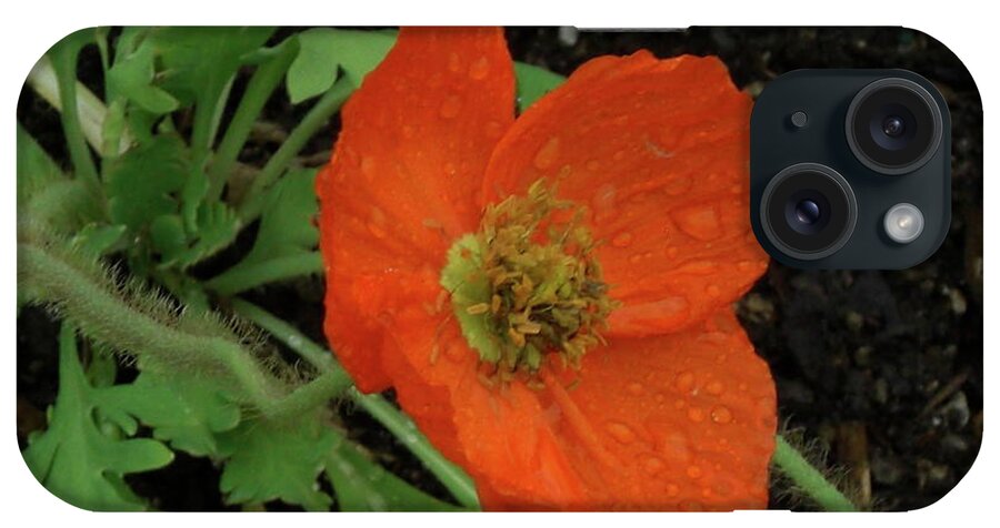 Poppies iPhone Case featuring the photograph Poppies #1 by Mark J Dunn