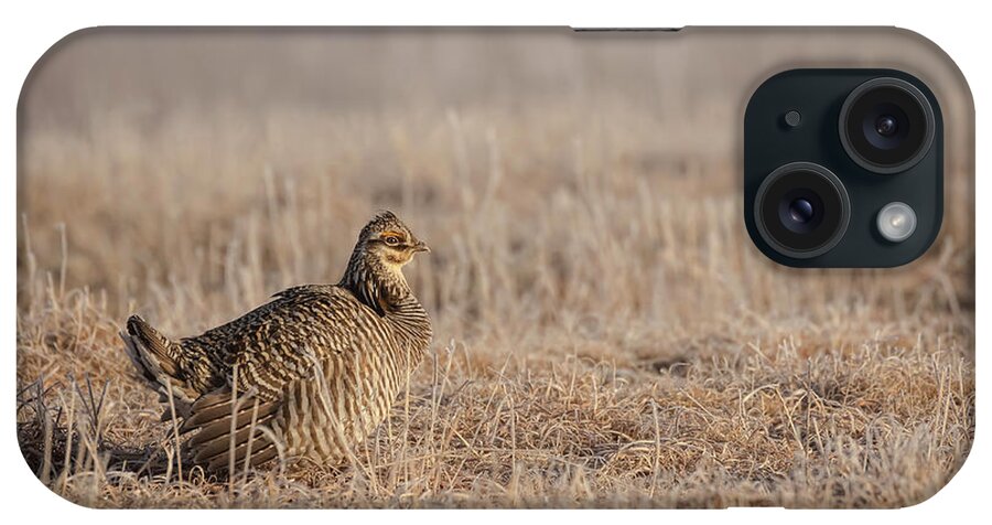 Wisconsins Prairie Chicken iPhone Case featuring the photograph Prairie Chicken 8-2015 #1 by Thomas Young