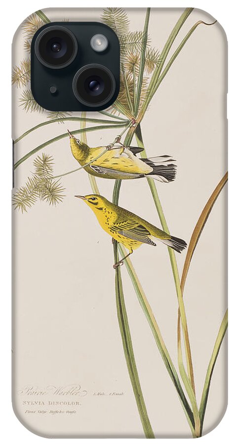 Warbler iPhone Case featuring the painting Prairie Warbler by John James Audubon