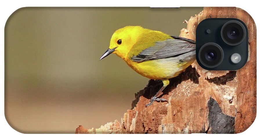 Songbird iPhone Case featuring the photograph Prothonotary Warbler #1 by Jack Nevitt