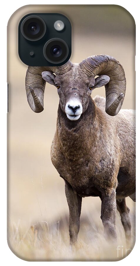 Sheep iPhone Case featuring the photograph Ram Tough #1 by Douglas Kikendall