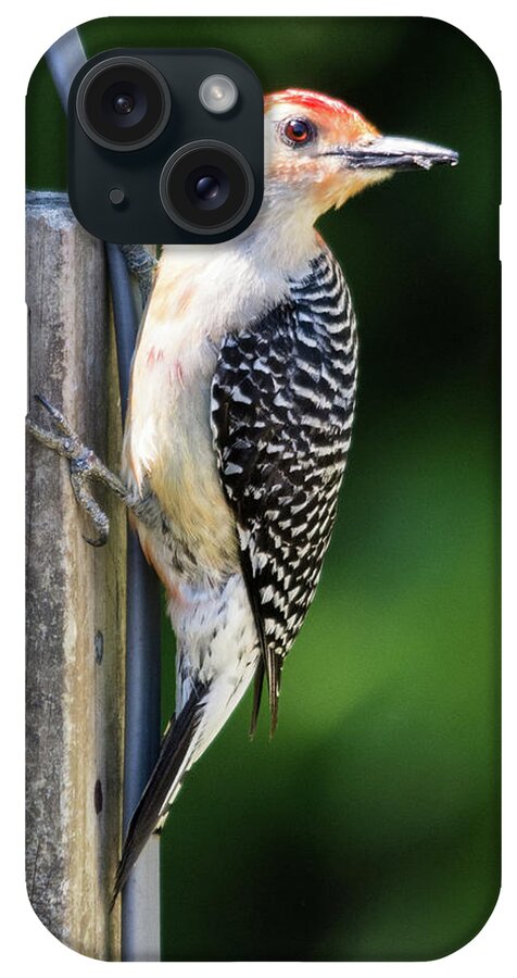 Woodpecker iPhone Case featuring the photograph Red-bellied Woodpecker #1 by John Benedict