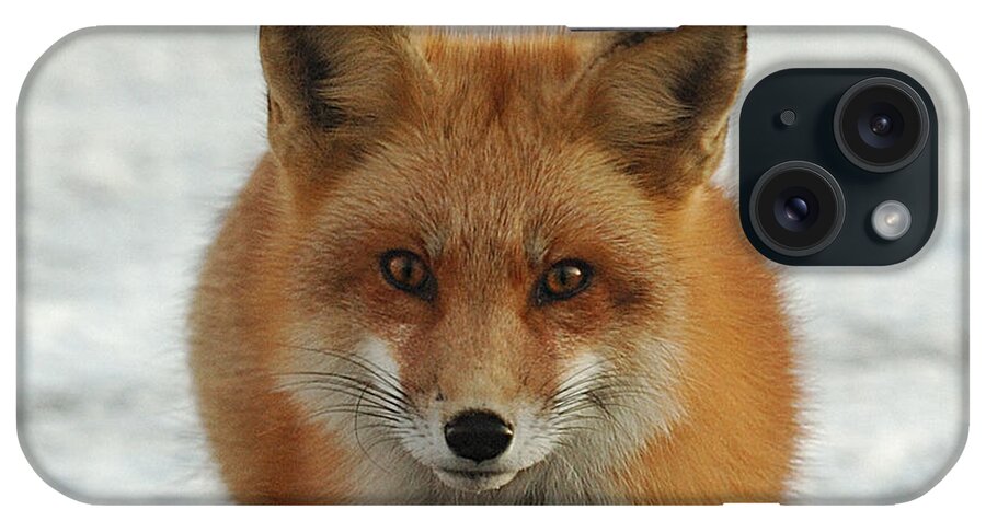 Red Fox iPhone Case featuring the photograph Red Fox #1 by Diane Giurco