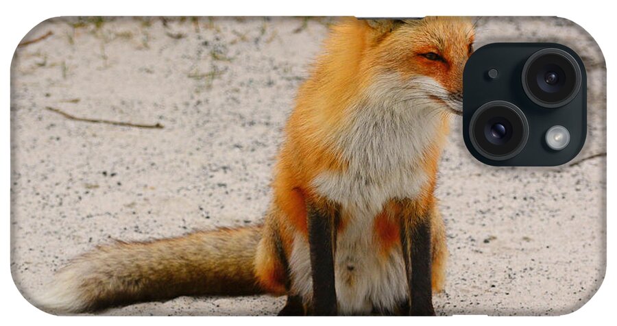 Red Fox iPhone Case featuring the photograph Red Fox 3 by Raymond Salani III