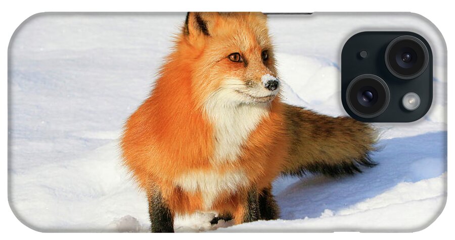 Red Fox iPhone Case featuring the photograph Red Fox #1 by Steve McKinzie