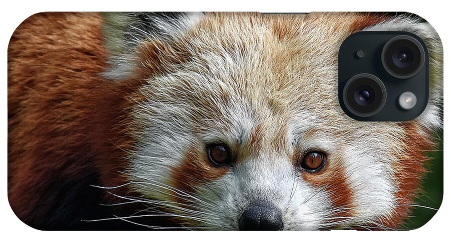 Red iPhone Case featuring the photograph Red Panda #1 by Kuni Photography